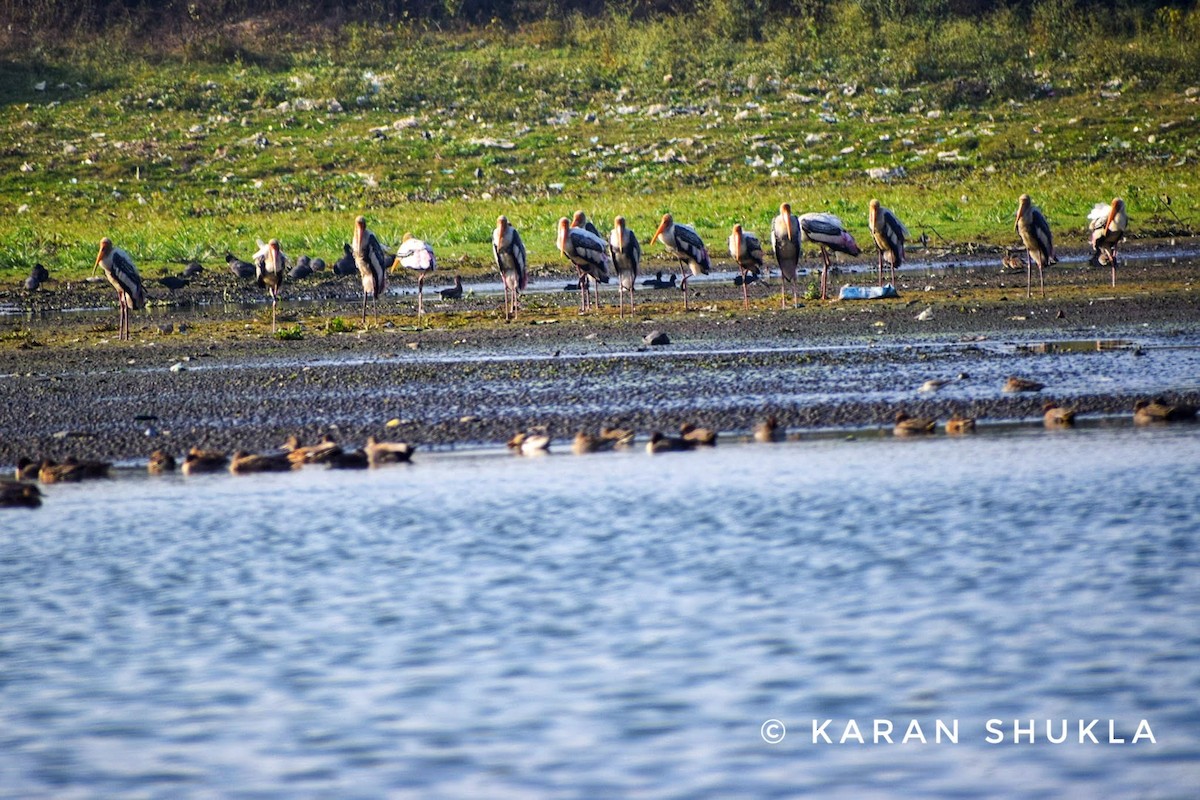 Painted Stork - ML292742411
