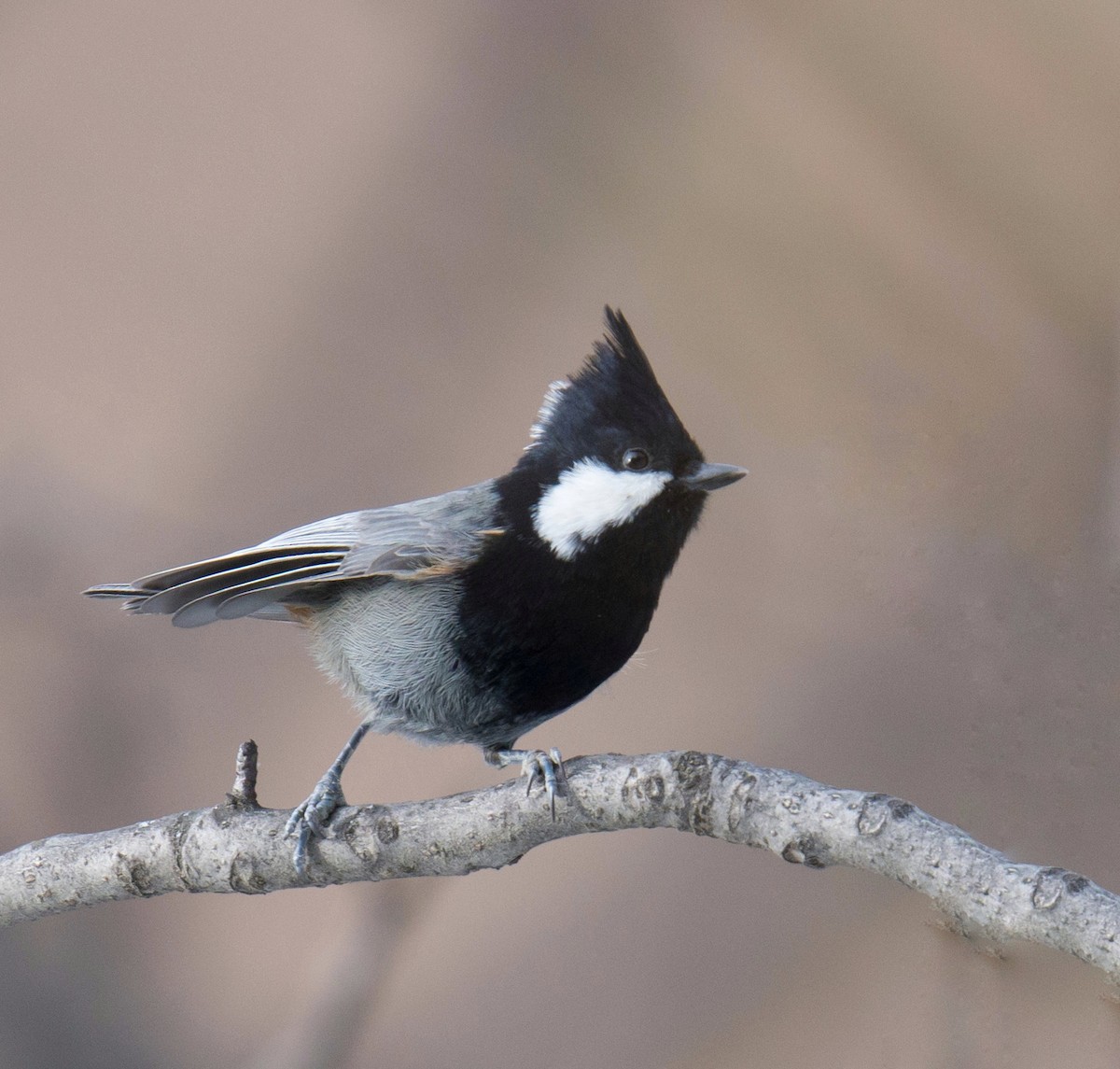 Rufous-naped Tit - ML292743281