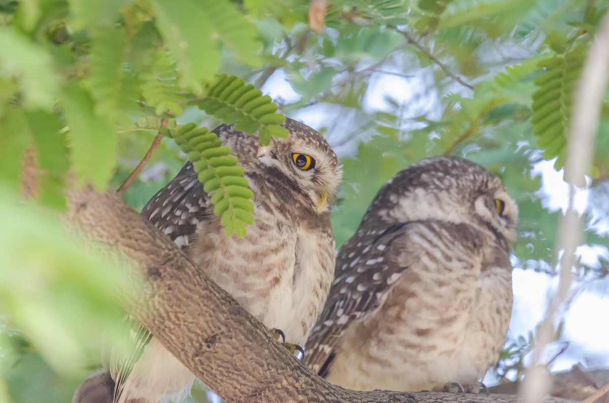 Spotted Owlet - ML292743661