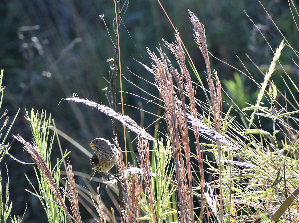 Band-tailed Seedeater - ML292745061