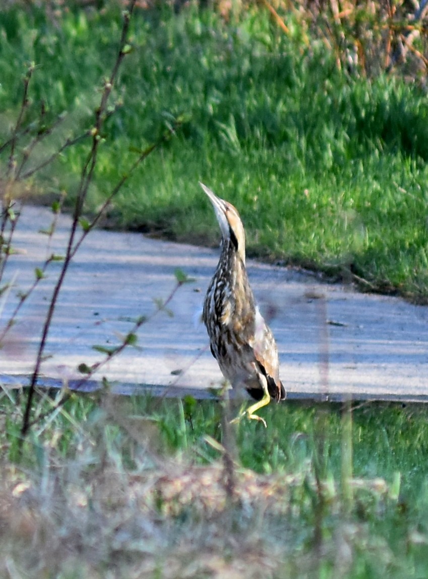 American Bittern - ML29274521