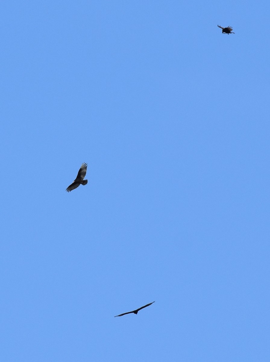 Turkey Vulture - ML29274551