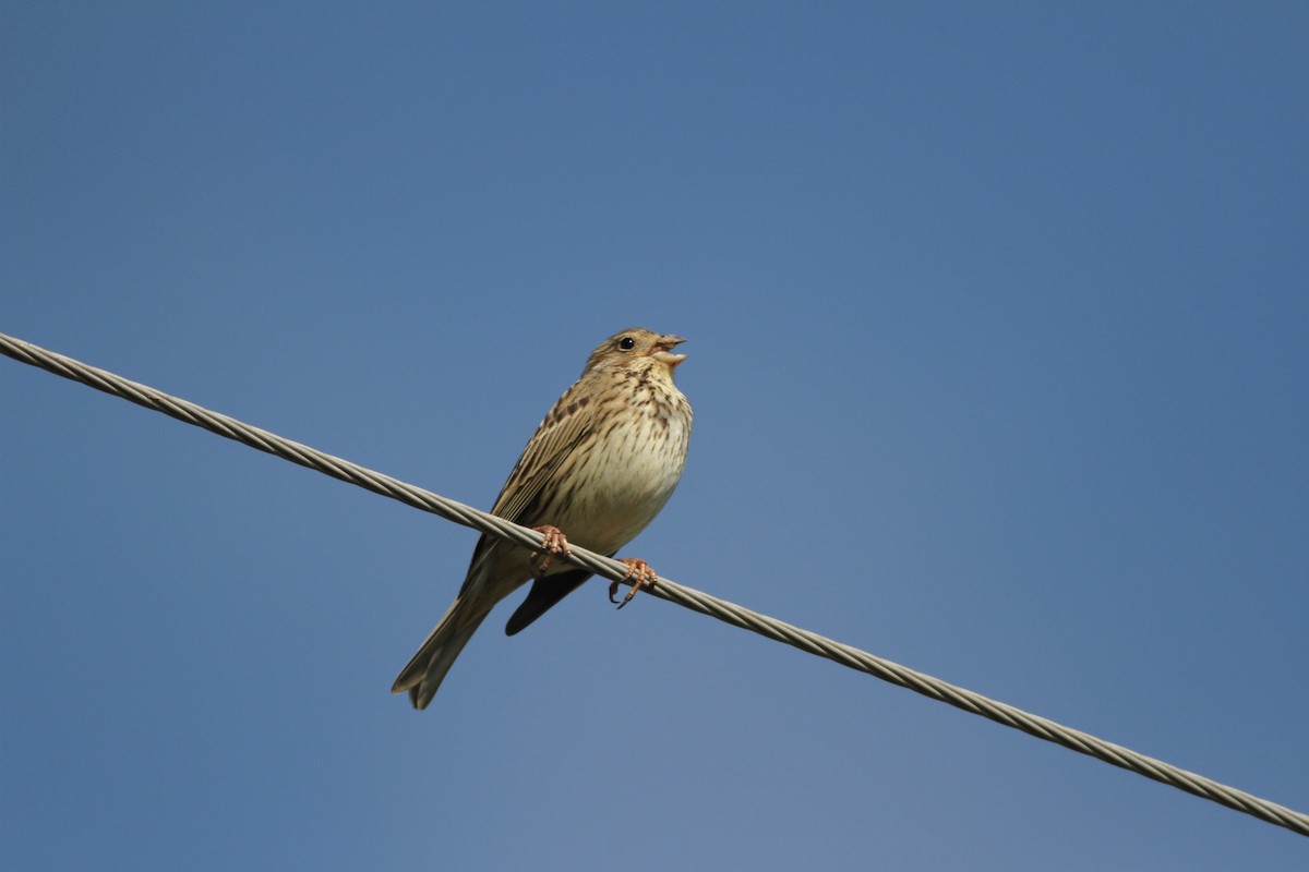 Corn Bunting - ML29274571