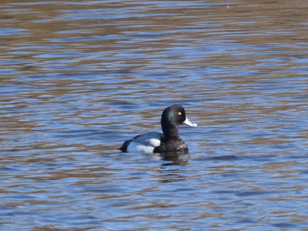 Greater Scaup - Carlos Carmona