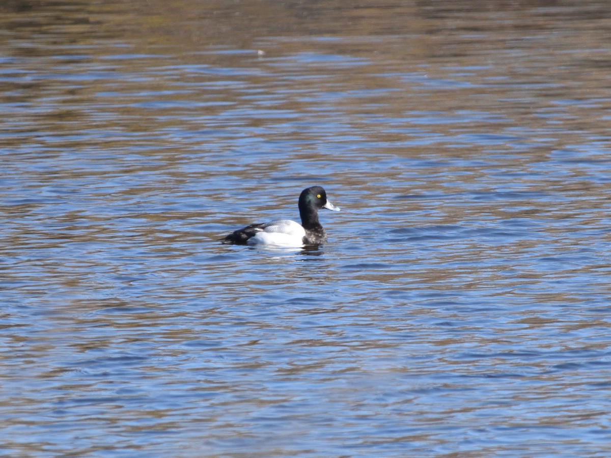 Greater Scaup - Carlos Carmona