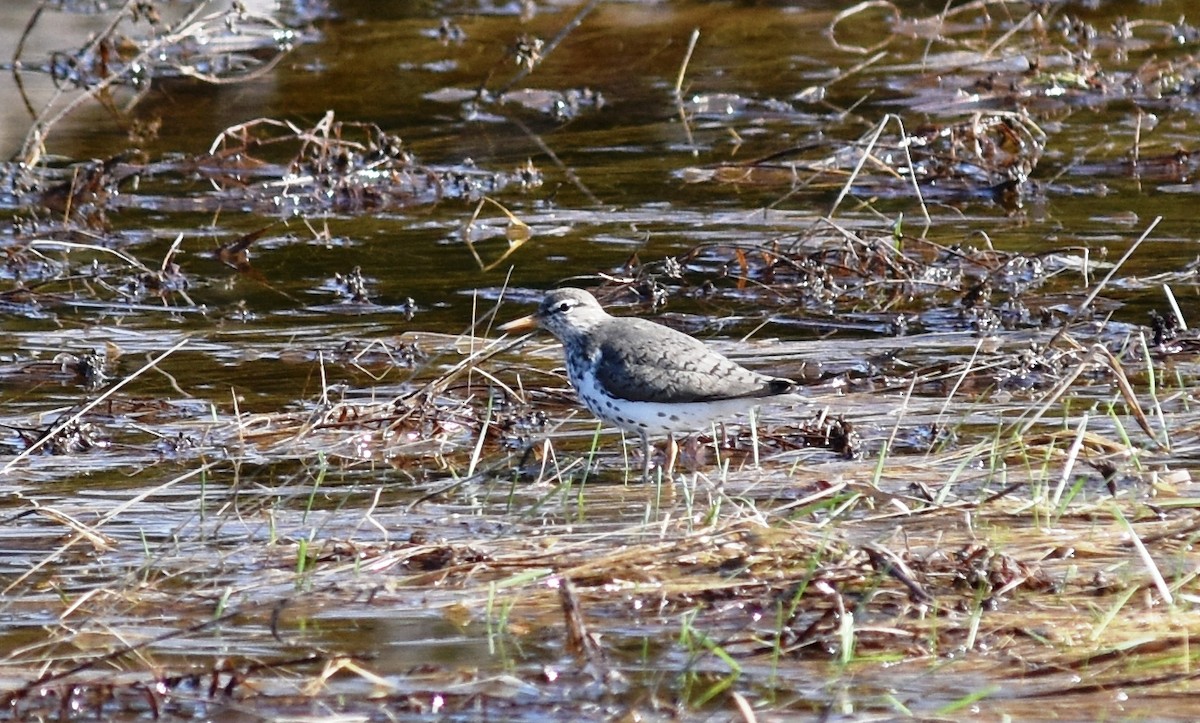 Spotted Sandpiper - Yves Darveau