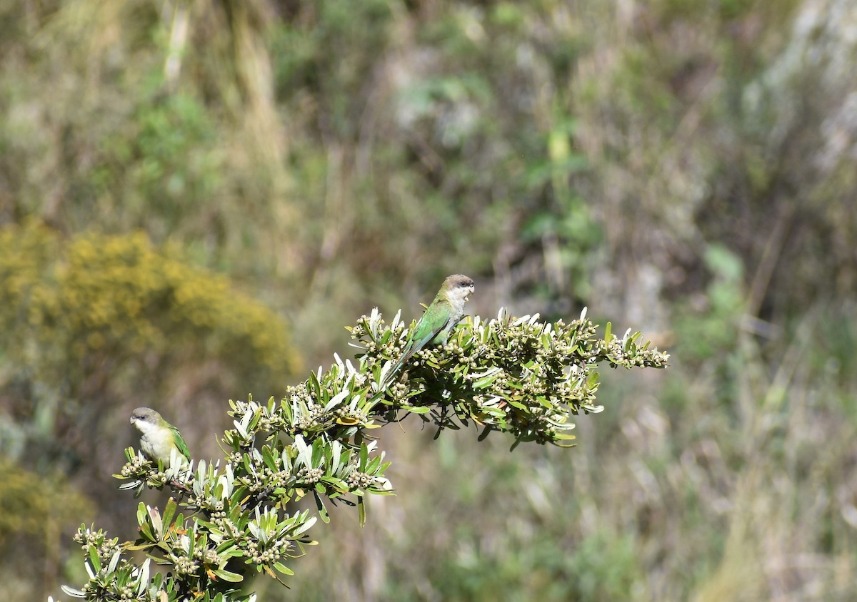 Gray-hooded Parakeet - ML292746241