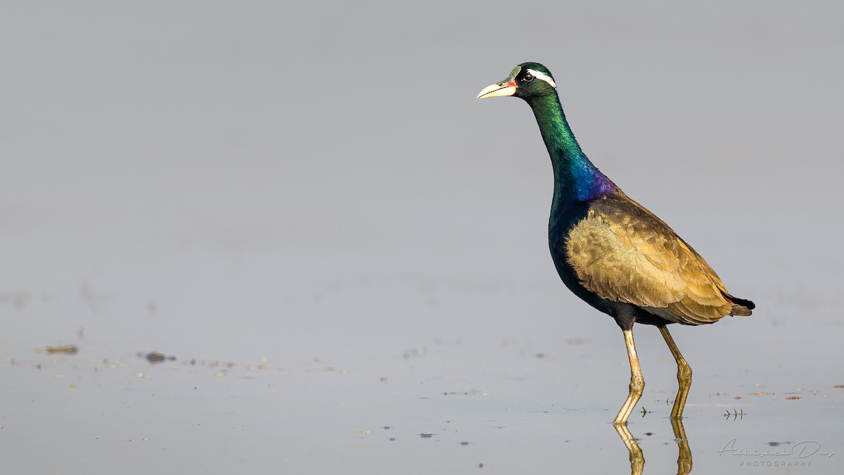 Bronze-winged Jacana - ML292746251