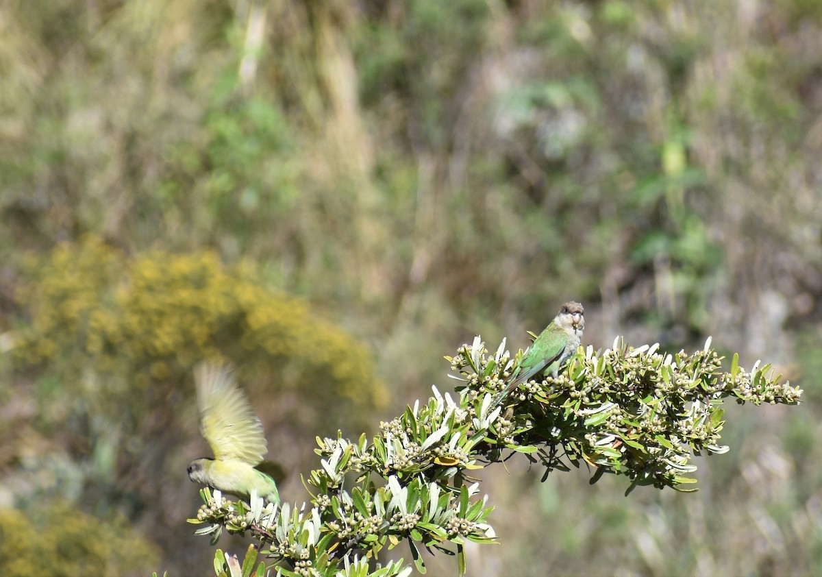 Gray-hooded Parakeet - ML292746321