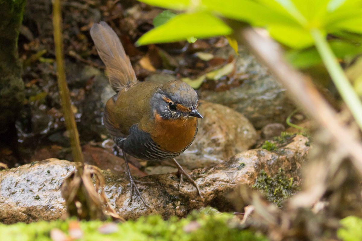 Chucao Tapaculo - ML29274721