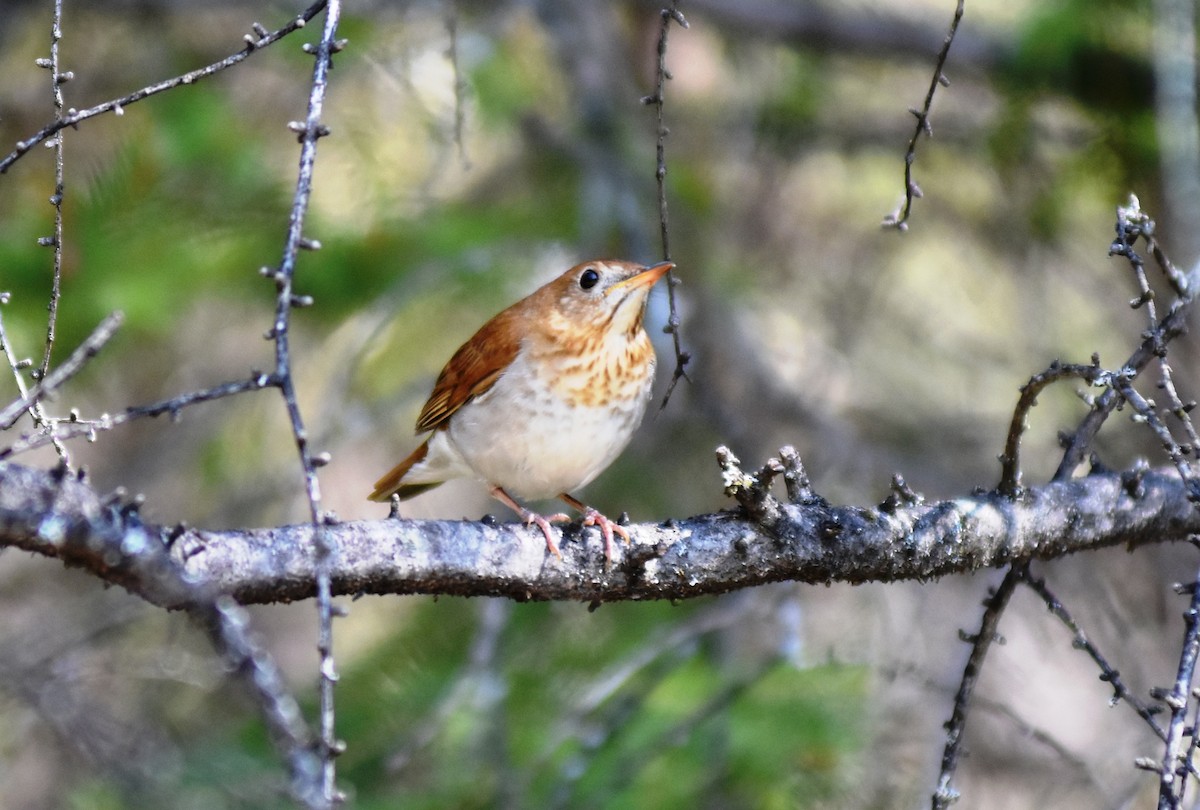 Veery - ML29274731