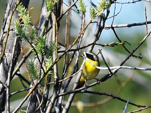 Common Yellowthroat - ML29274761