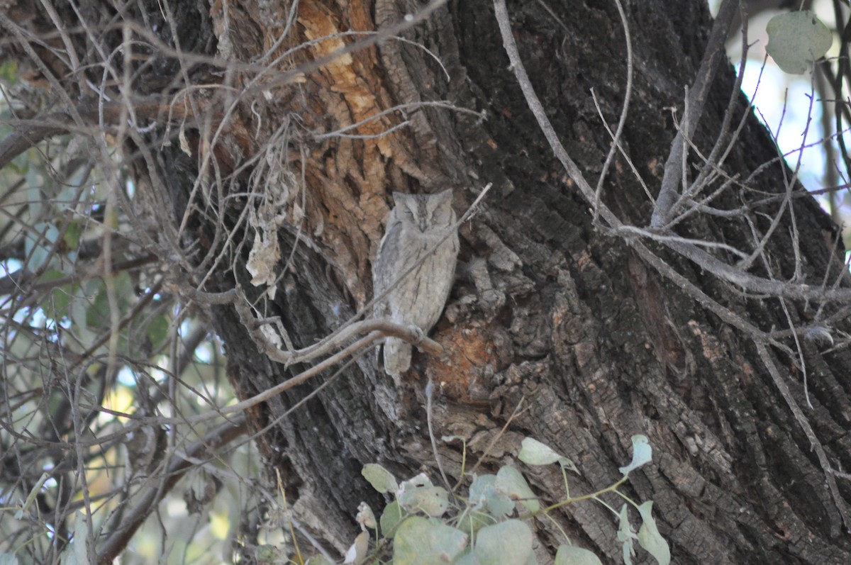 Pallid Scops-Owl - ML29274841