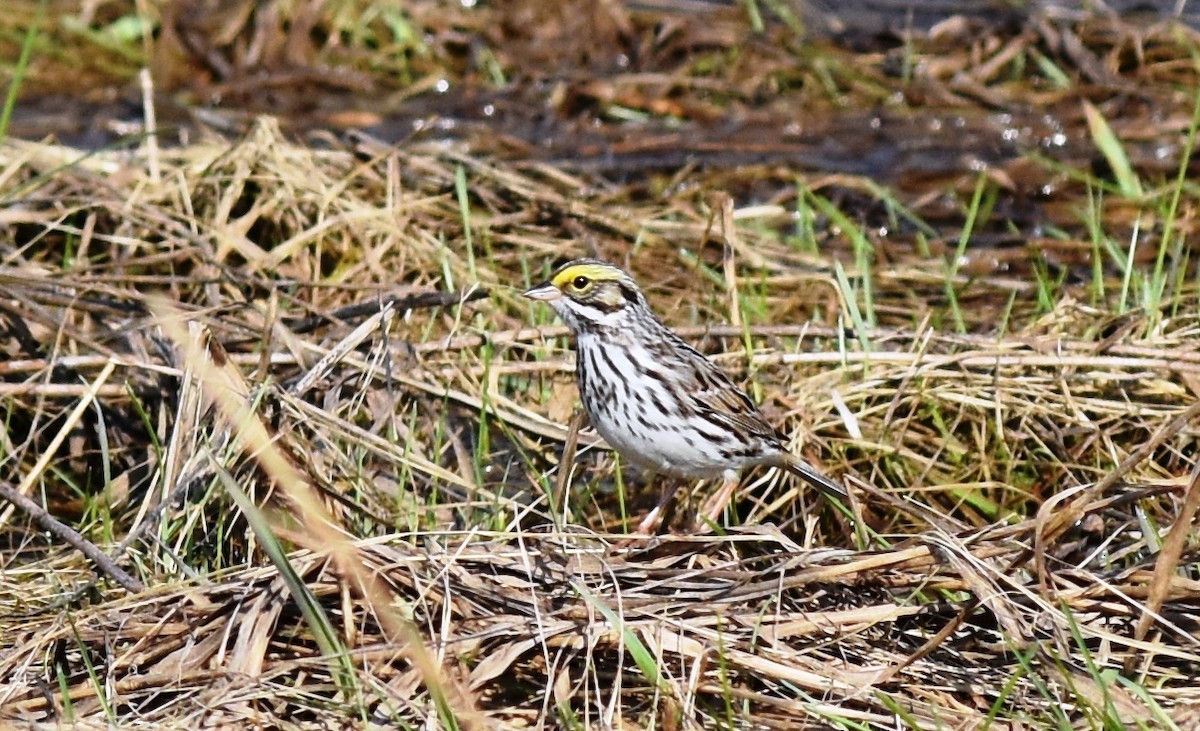 Savannah Sparrow - ML29274851