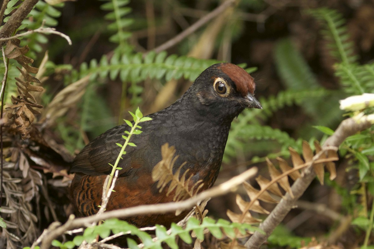 Black-throated Huet-huet - ML29274911