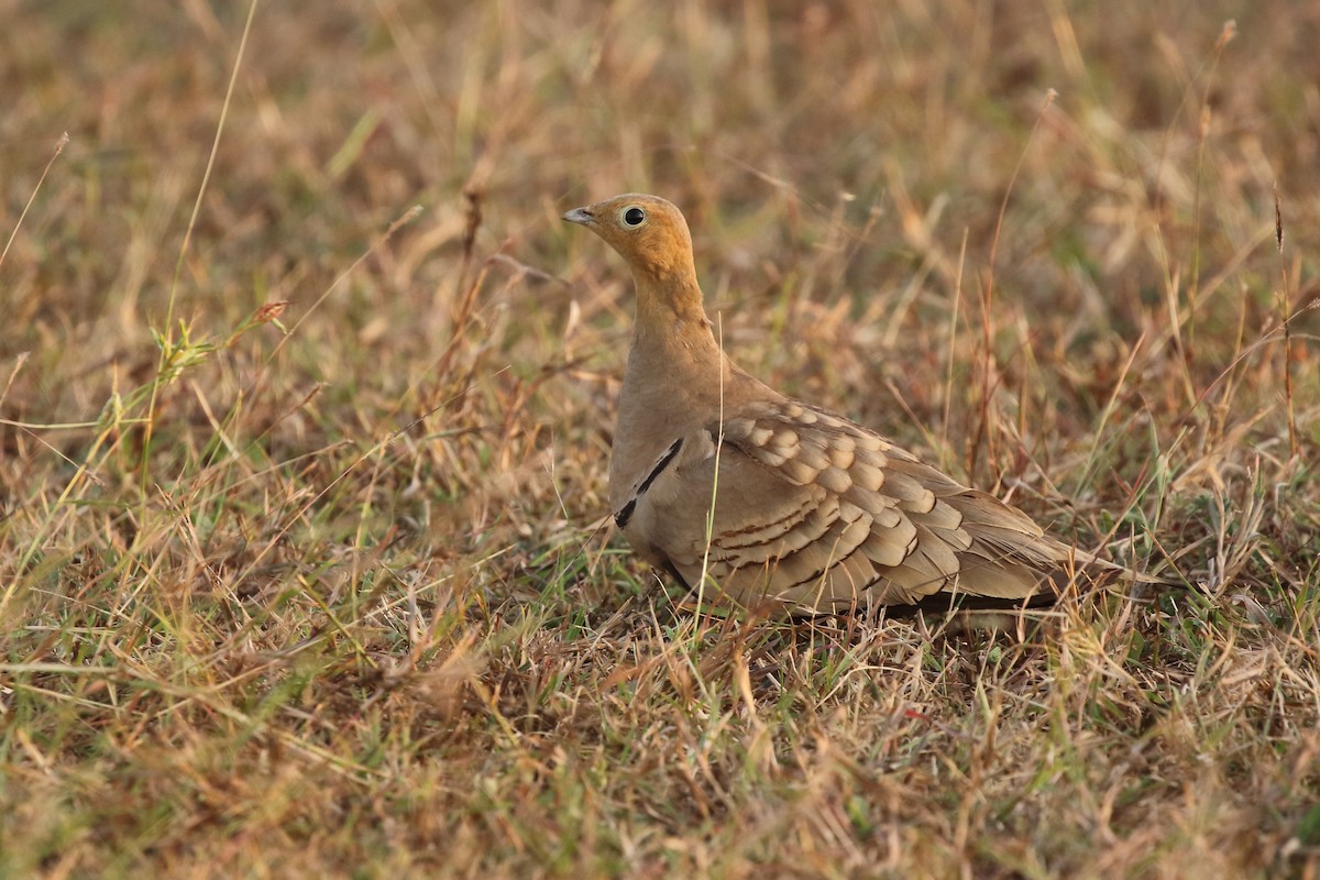 Chestnut-bellied Sandgrouse - ML292749551