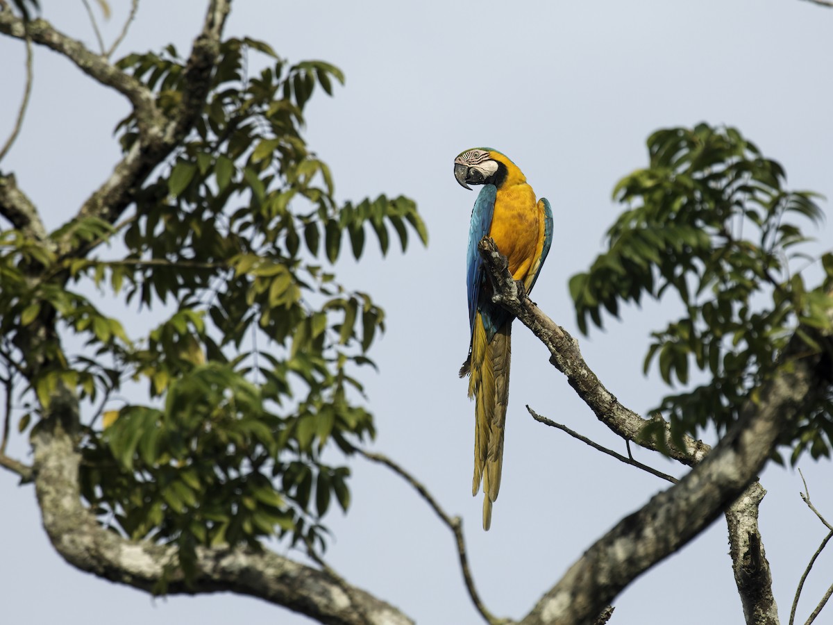 Blue-and-yellow Macaw - ML292749641