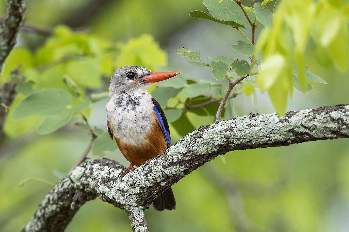 Gray-headed Kingfisher - ML292749751