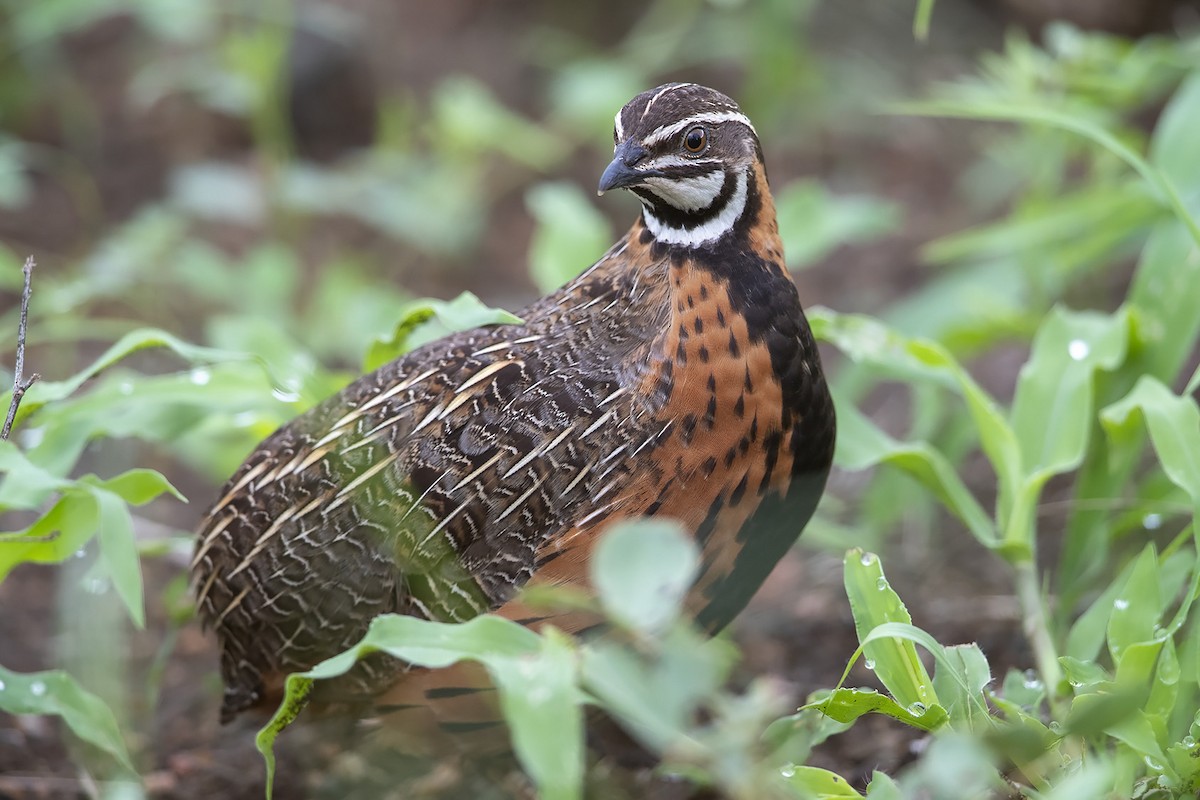 Harlequin Quail - ML292750231