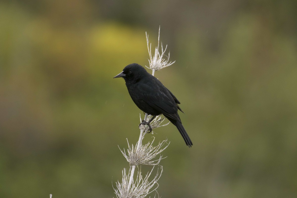 Austral Blackbird - ML29275031