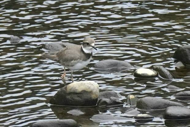 Long-billed Plover - ML292750431