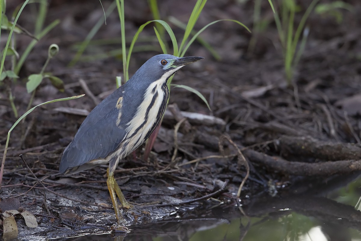 Dwarf Bittern - ML292750711