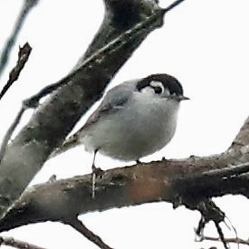 White-browed Gnatcatcher - ML292751501