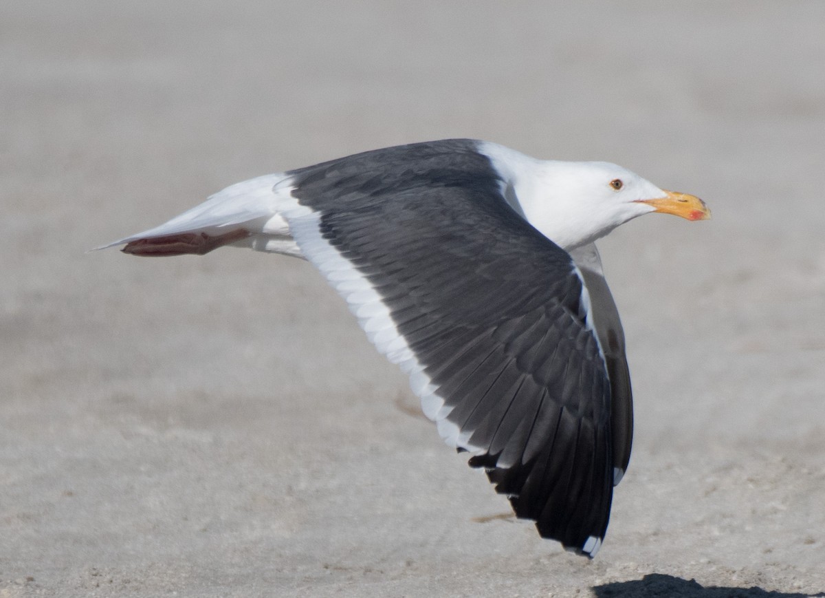 Western Gull - ML292752641