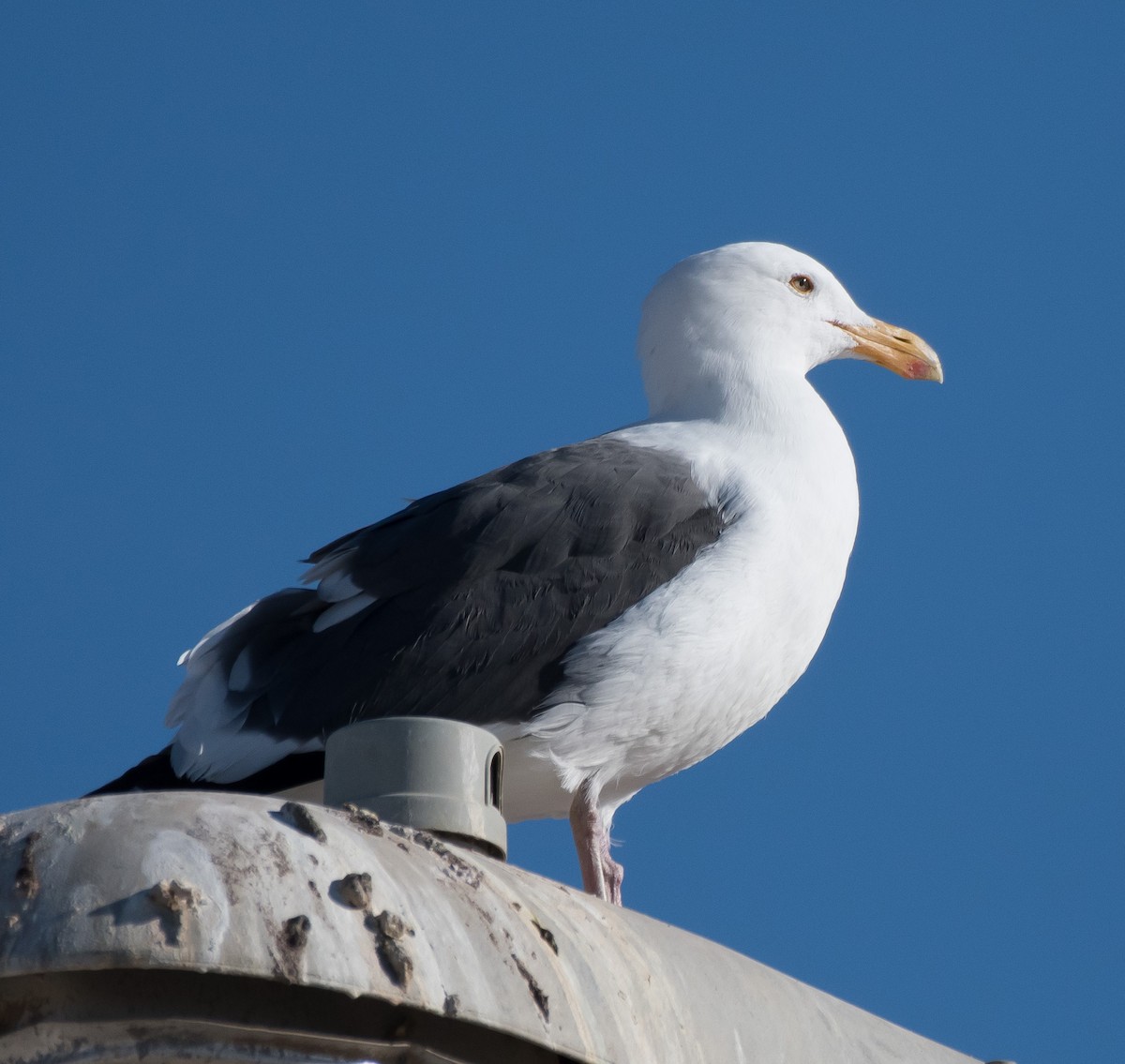 Western Gull - ML292752661