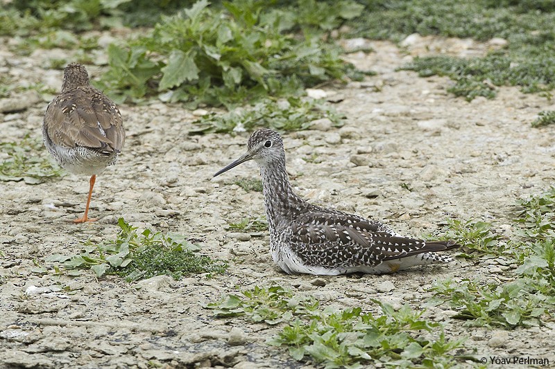 Greater Yellowlegs - Yoav Perlman