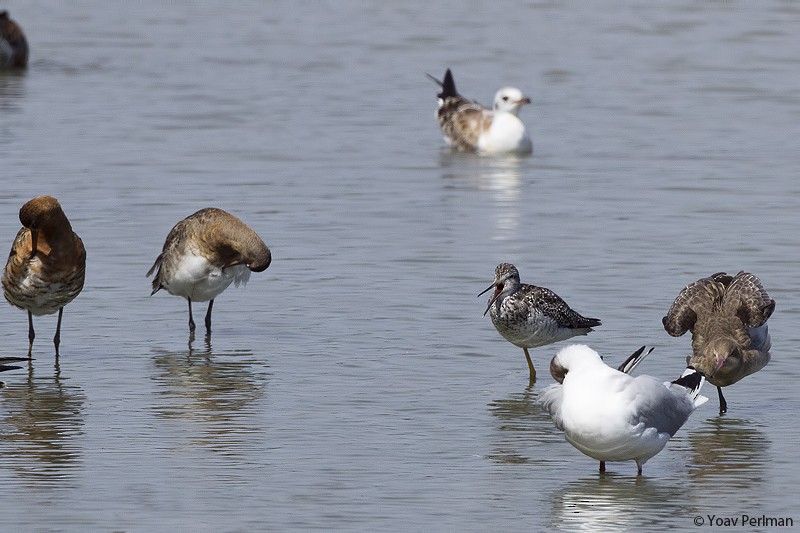 Greater Yellowlegs - Yoav Perlman