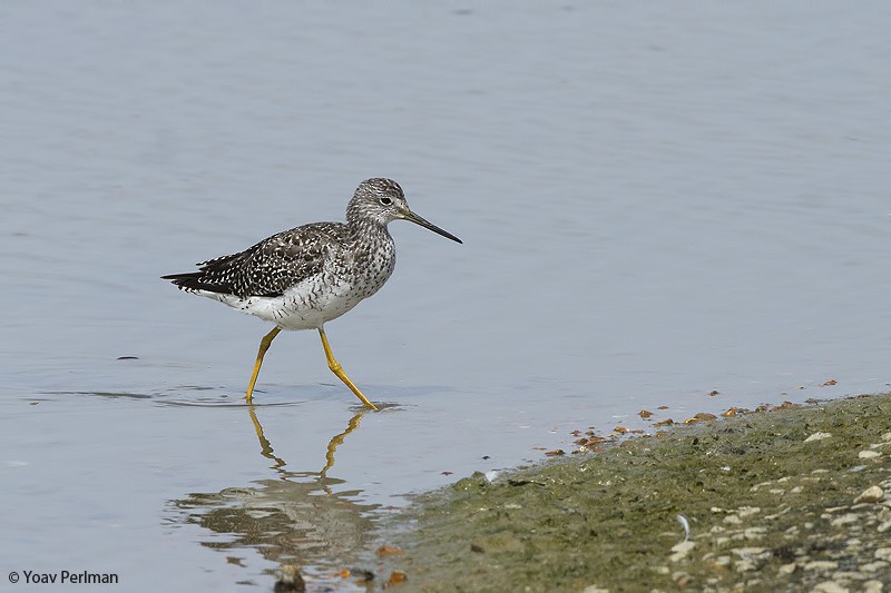 Greater Yellowlegs - Yoav Perlman