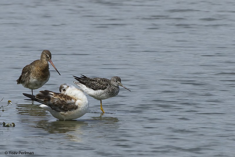 Greater Yellowlegs - Yoav Perlman