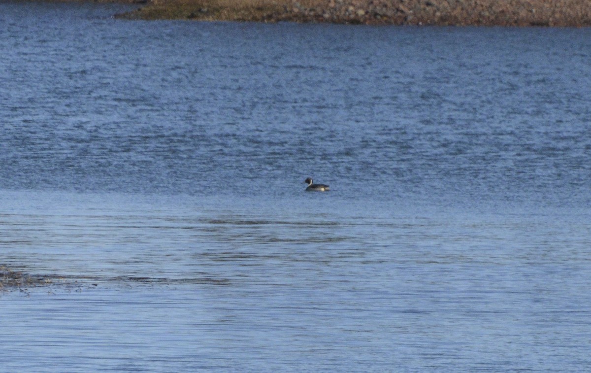 Northern Pintail - Chris Bartlett