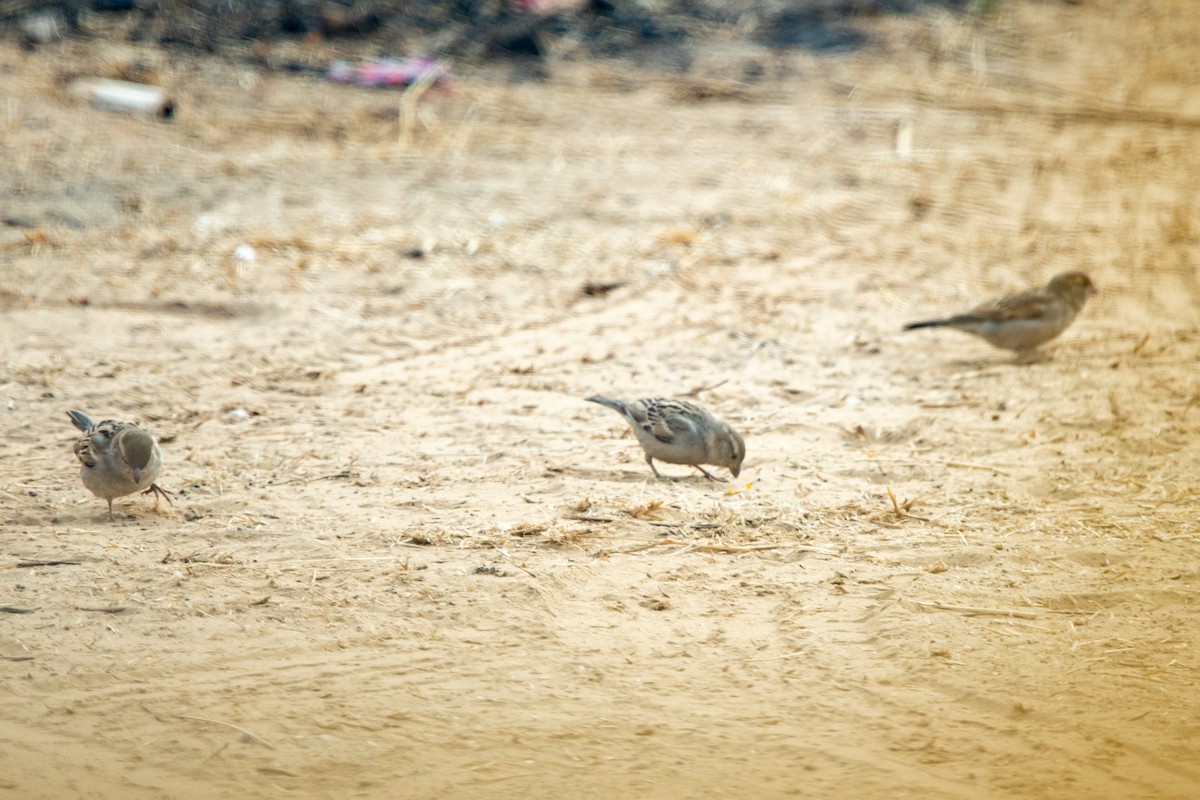 Yellow-throated Sparrow - ML292765101