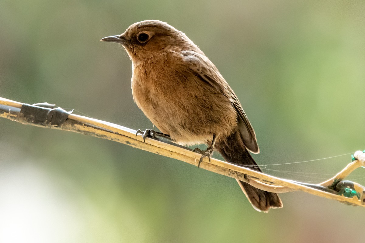 Brown Rock Chat - ML292766311