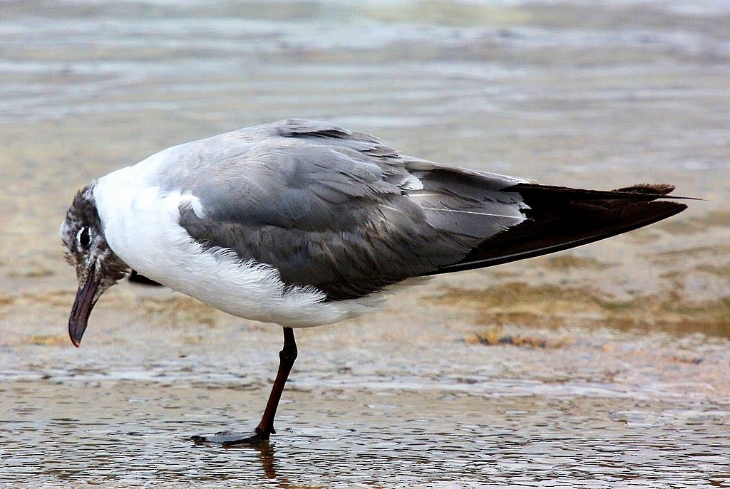 Laughing Gull - ML292766731