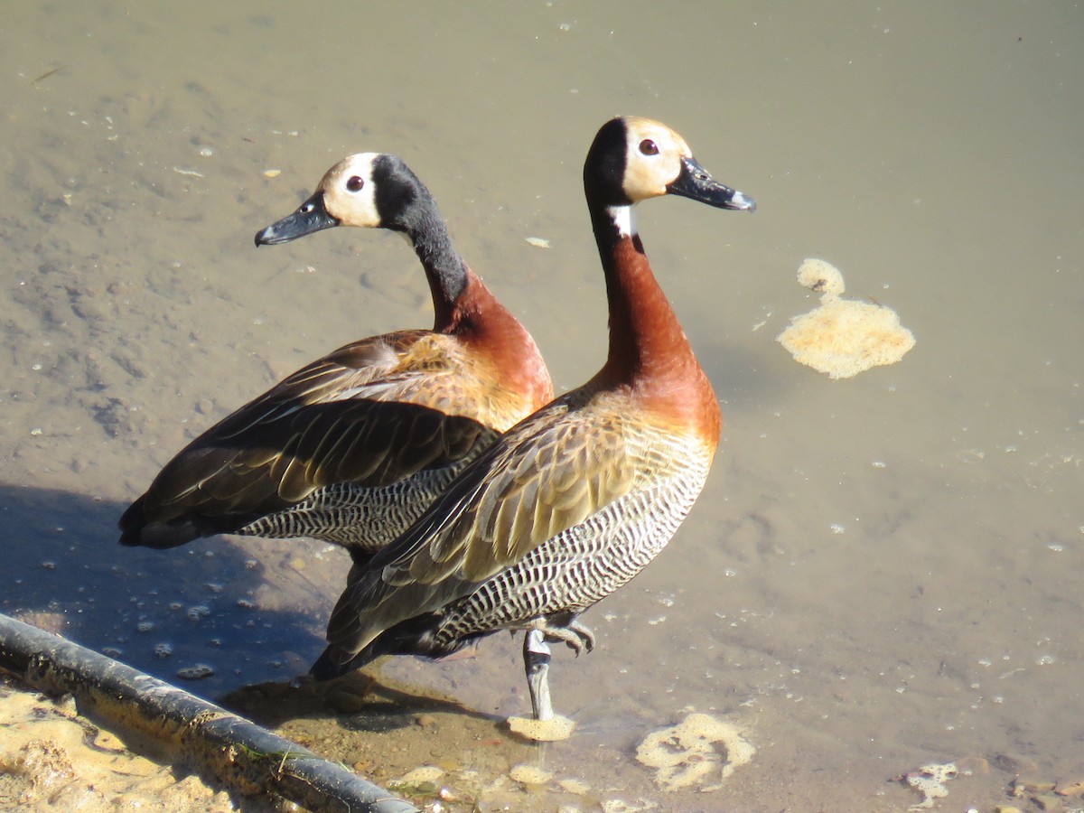 White-faced Whistling-Duck - Miguel  C