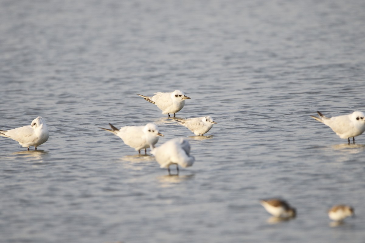 White-winged Tern - ML292767781