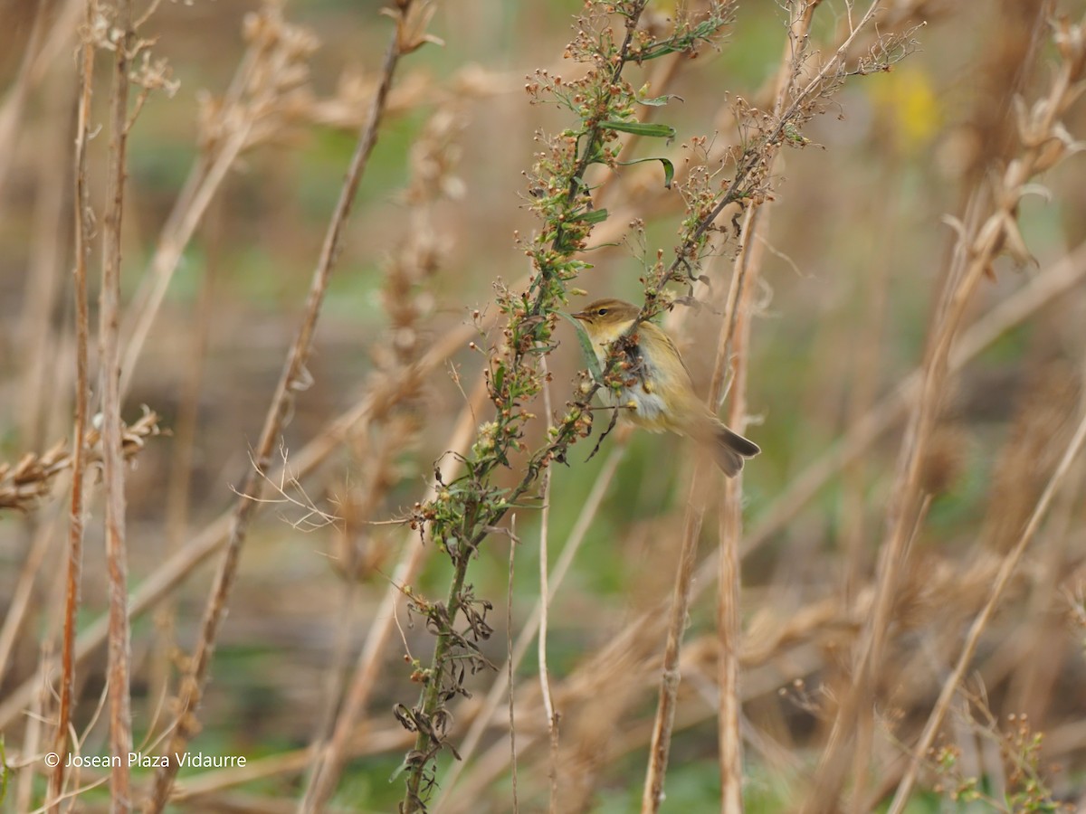 Common Chiffchaff - ML292768941