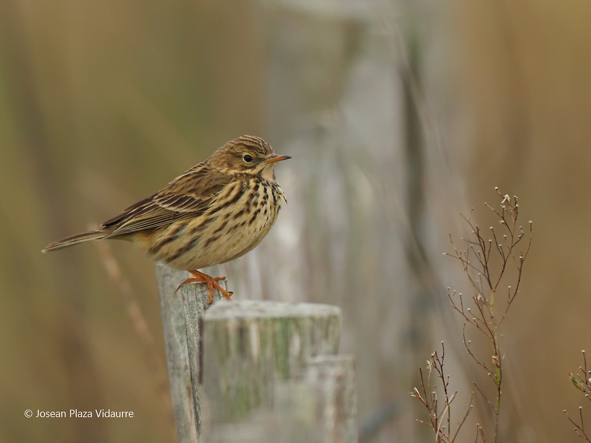 Meadow Pipit - ML292768961