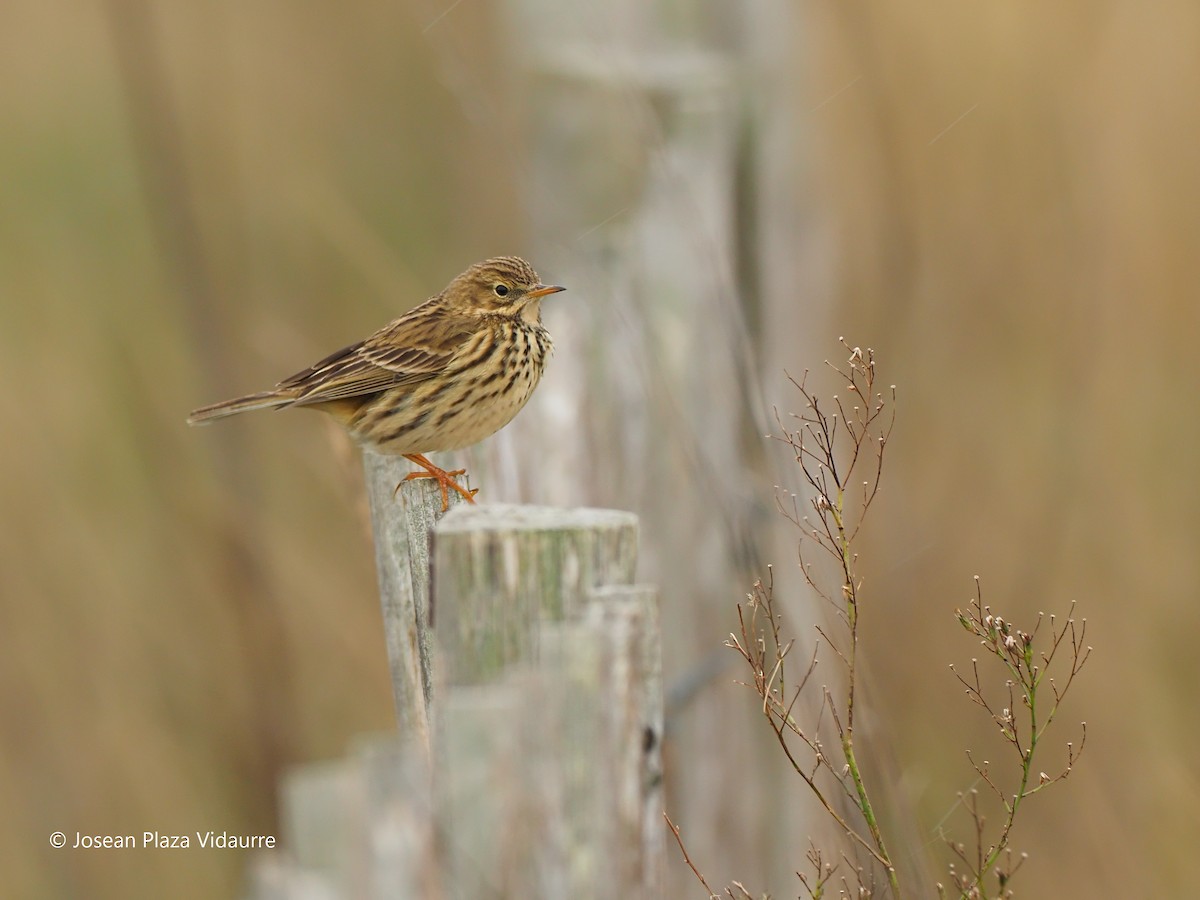 Meadow Pipit - ML292768971
