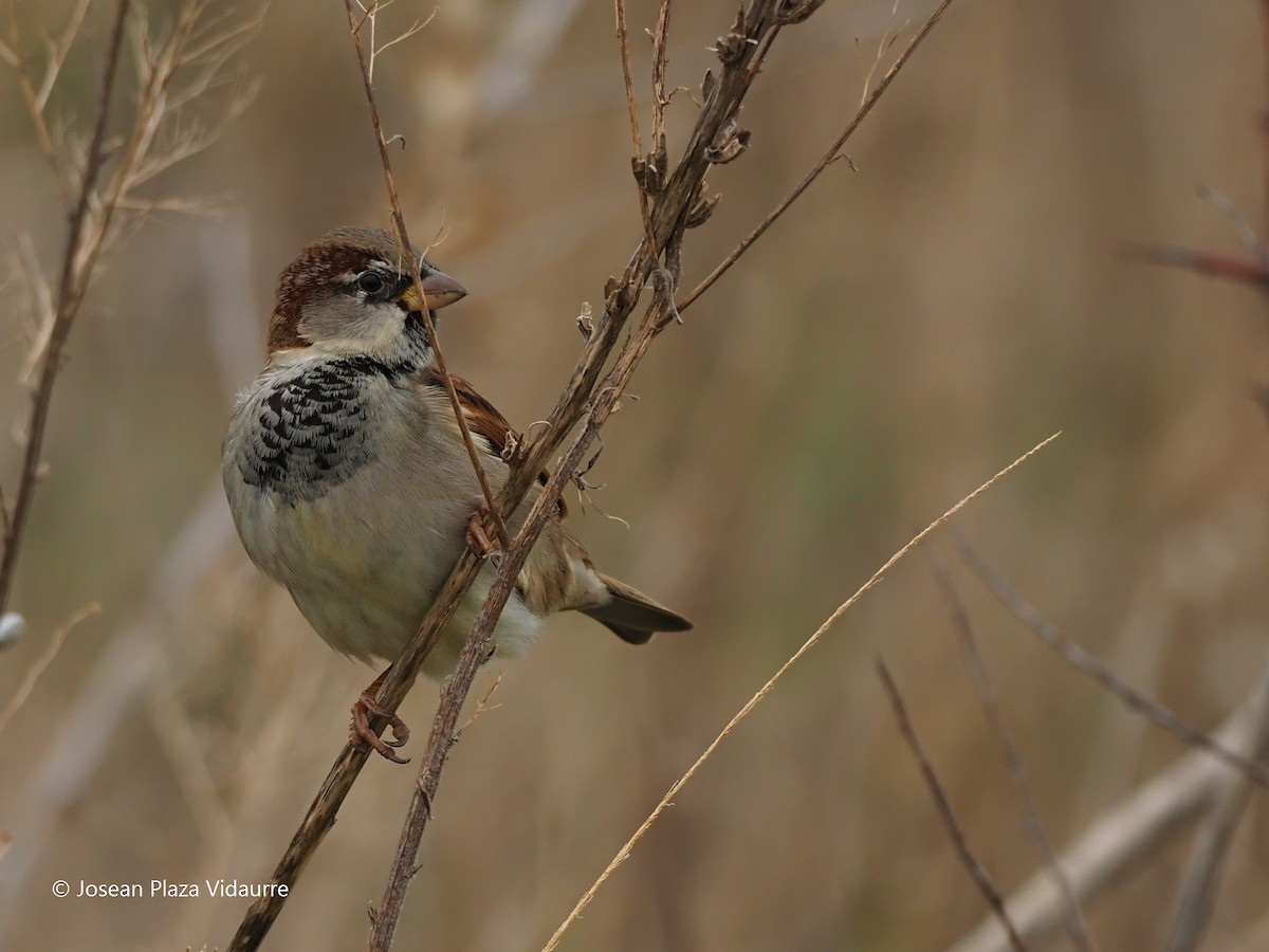 House Sparrow - Josean PLAZA VIDAURRE