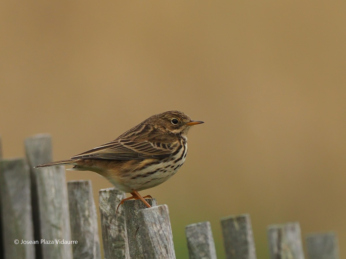 Meadow Pipit - ML292769061
