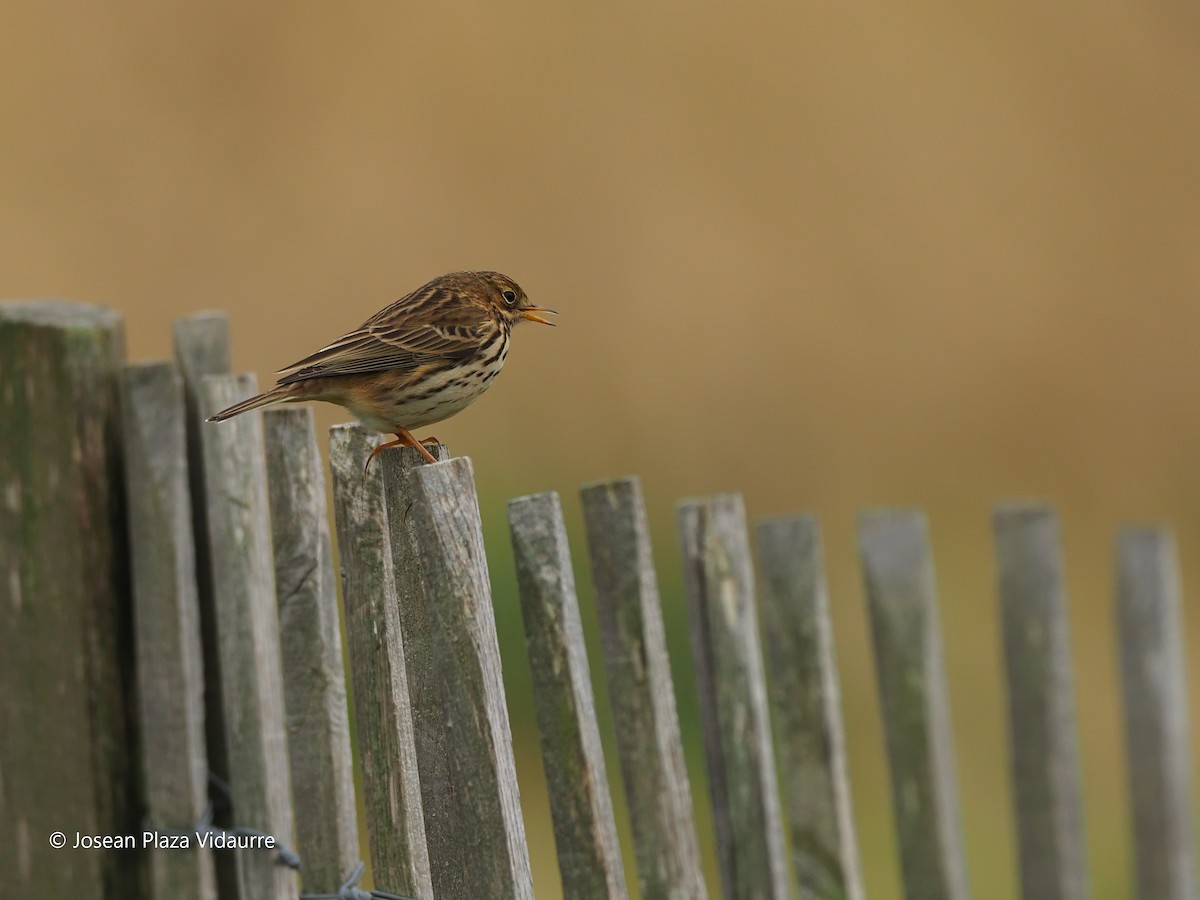 Meadow Pipit - ML292769081