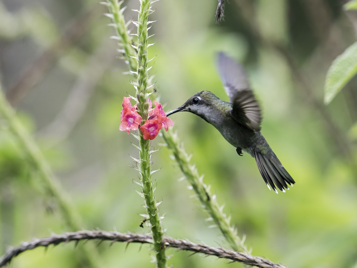 Ruby-topaz Hummingbird - Nick Athanas