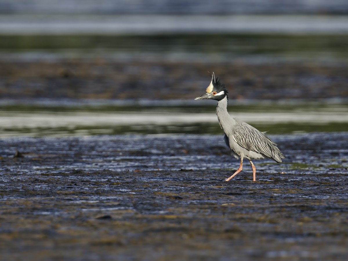 Yellow-crowned Night Heron - Nick Athanas