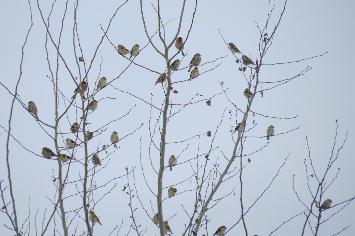 American Goldfinch - ML292772181