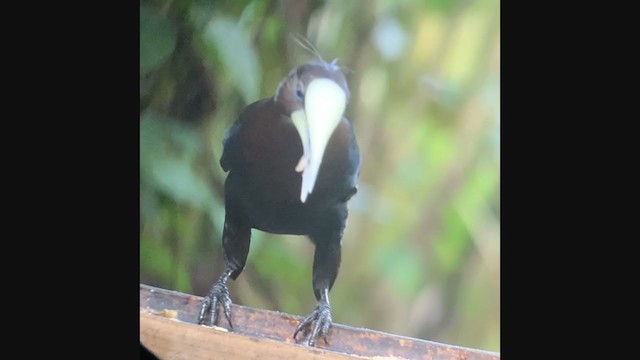 Chestnut-headed Oropendola - ML292773241