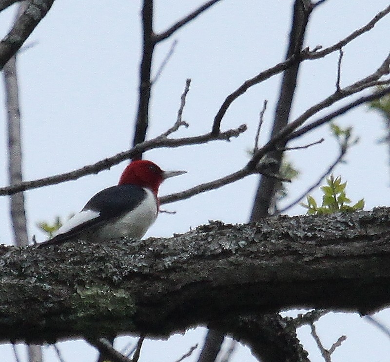 Pic à tête rouge - ML29277401